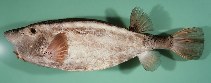 Image of Ostracion rhinorhynchos (Horn-nosed boxfish)