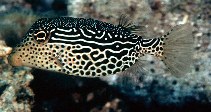 Image of Ostracion solorense (Reticulate boxfish)