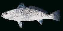Image of Otolithes ruber (Tigertooth croaker)
