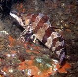 Image of Oxylebius pictus (Painted greenling)