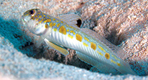 Image of Oxyurichthys stigmalophius (Spotfin goby)