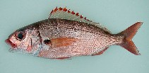 Image of Pagellus acarne (Axillary seabream)