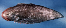 Image of Paraplagusia bilineata (Doublelined tonguesole)