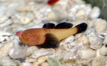 Image of Paragobiodon lacunicolus (Blackfin coral goby)