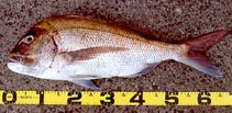 Image of Pagrus major (Red seabream)