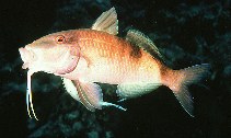 Image of Parupeneus multifasciatus (Manybar goatfish)