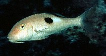 Image of Parupeneus pleurostigma (Sidespot goatfish)