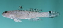 Image of Parachaeturichthys polynema (Taileyed goby)