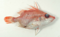Image of Paratriacanthodes retrospinis (Sawspine spikefish)