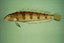 Image of Parapercis sexfasciata (Grub fish)