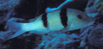 Image of Parupeneus trifasciatus (Doublebar goatfish)
