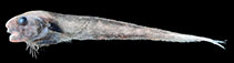 Image of Paraliparis variabilidens (Variable-toothed snailfish)