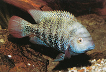 Image of Vieja zonata (Oaxaca cichlid)