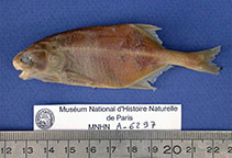 Image of Petrocephalus balayi 