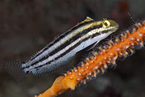 Image of Petroscirtes breviceps (Striped poison-fang blenny mimic)