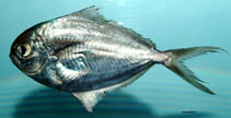 Image of Peprilus burti (Gulf butterfish)