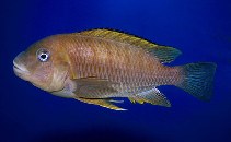 Image of Petrochromis famula 