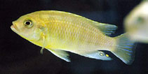 Image of Petrotilapia genalutea 