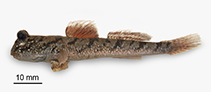 Image of Periophthalmus novaeguineaensis (New Guinea mudskipper)
