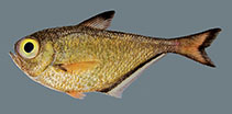 Image of Pempheris sergey (Yellow sweeper)