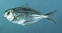 Image of Peprilus triacanthus (Atlantic butterfish)