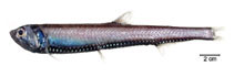 Image of Phosichthys argenteus (Silver lightfish)