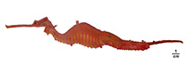 Image of Phyllopteryx dewysea (Ruby seadragon)