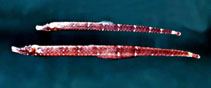 Image of Phoxocampus diacanthus (Spined pipefish)