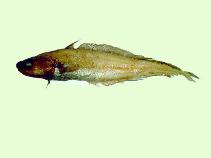 Image of Physiculus roseus (Rosy cod)