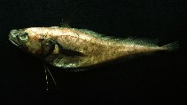 Image of Physiculus talarae (Peruvian mora)