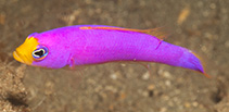 Image of Pictichromis caitlinae (Cenderawasih dottyback)