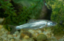Image of Plagopterus argentissimus (Woundfin)