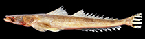Image of Platycephalus cultellatus 