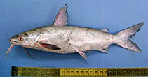 Image of Plicofollis dussumieri (Blacktip sea catfish)
