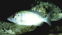 Image of Placidochromis electra (Deep-water hap)