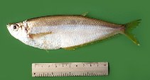 Image of Pliosteostoma lutipinnis (Yellowfin herring)
