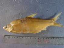 Image of Plagiognathops microlepis (Smallscale yellowfin)