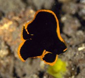 Image of Platax pinnatus (Dusky batfish)