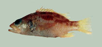 Image of Plectranthias whiteheadi 