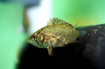 Image of Polycentropsis abbreviata (African leaffish)
