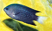 Image of Pomacentrus albiaxillaris (White-axil damselfish)