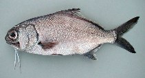 Image of Polymixia nobilis (Stout beardfish)