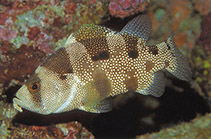 Image of Pogonoperca ocellata (Indian soapfish)