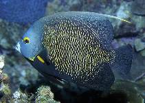 Image of Pomacanthus paru (French angelfish)