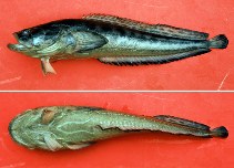 Image of Porichthys porosissimus 