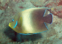 Image of Pomacanthus semicirculatus (Semicircle angelfish)