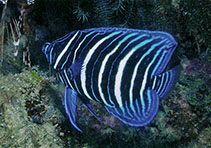 Image of Pomacanthus sexstriatus (Sixbar angelfish)