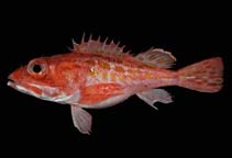 Image of Pontinus sierra (Speckled scorpionfish)