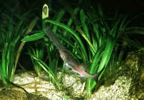 Image of Polyodon spathula (Mississippi paddlefish)