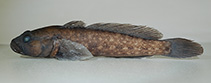 Image of Ponticola turani (Aksu goby)